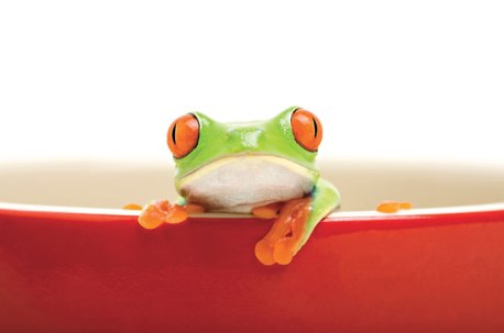 frog-fable-brought-to-boil